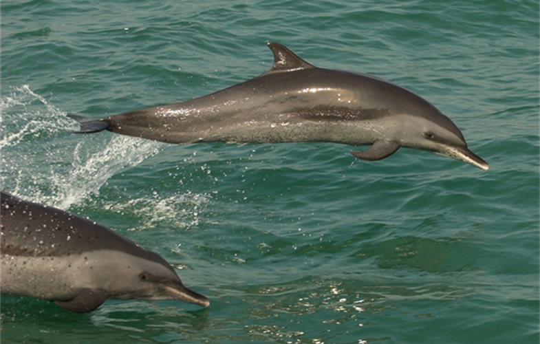 Pan tropical dolphins in Bangladesh